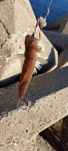 アナゴの釣果