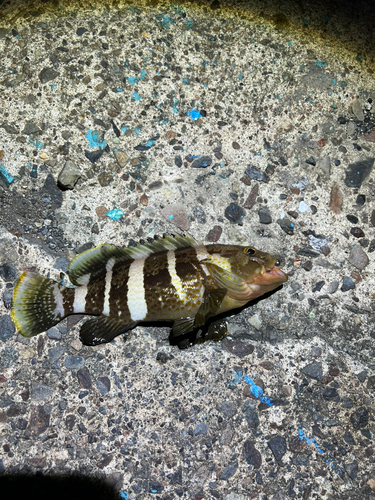 マハタの釣果