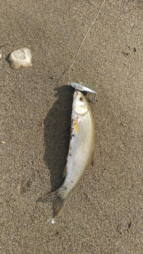 ウグイの釣果