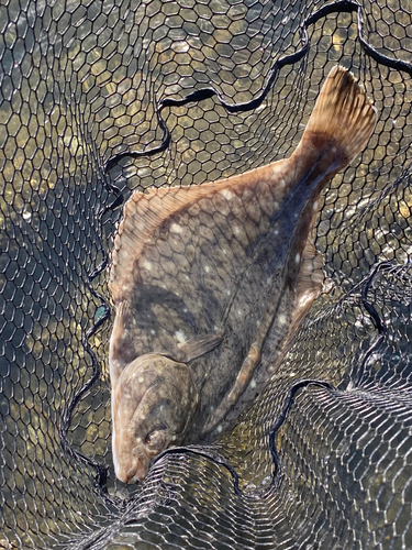 カレイの釣果