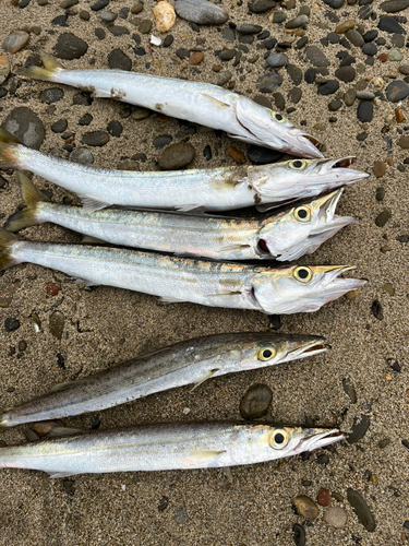 カマスの釣果