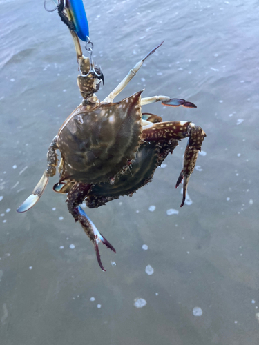 タイワンガザミの釣果