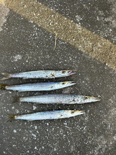 カマスの釣果