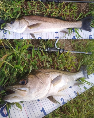 シーバスの釣果