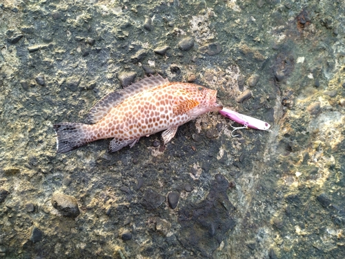 オオモンハタの釣果