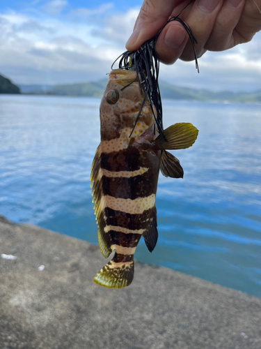 カマスの釣果