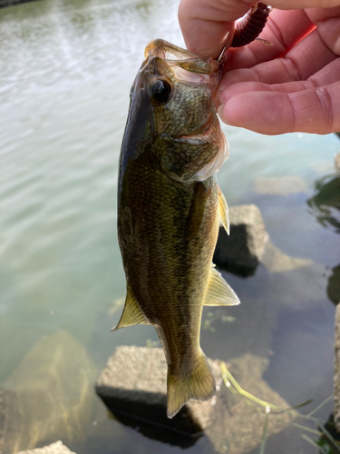 ラージマウスバスの釣果