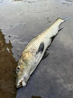 ニゴイの釣果