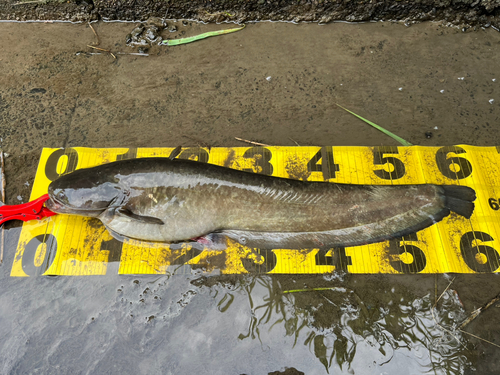 ナマズの釣果