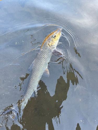 ニゴイの釣果