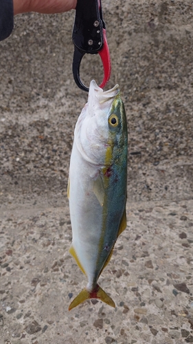 ワカシの釣果