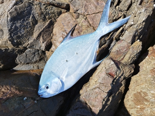 コバンアジの釣果