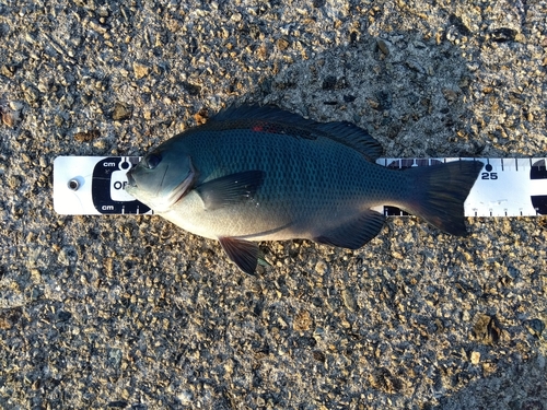 クチブトグレの釣果