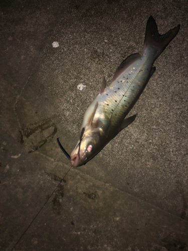 アメリカナマズの釣果