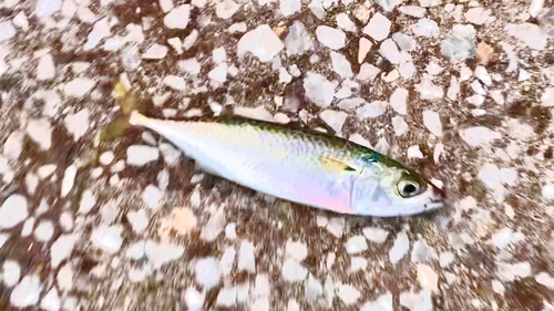 サバの釣果