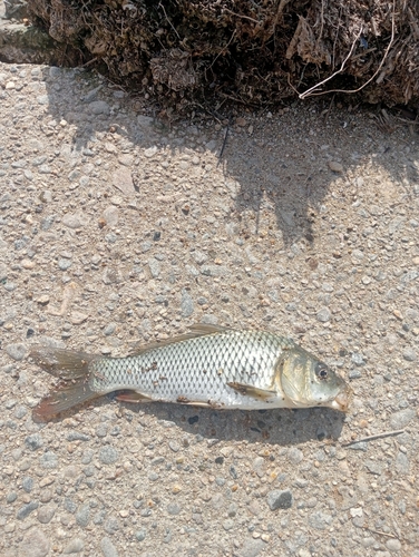 コイの釣果