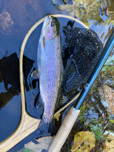 ニジマスの釣果