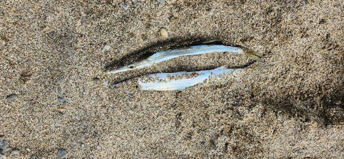 カマスの釣果