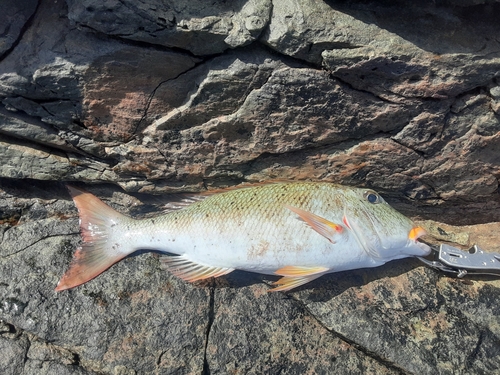 ムネアカクチビの釣果