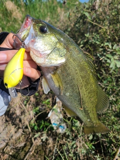 ラージマウスバスの釣果