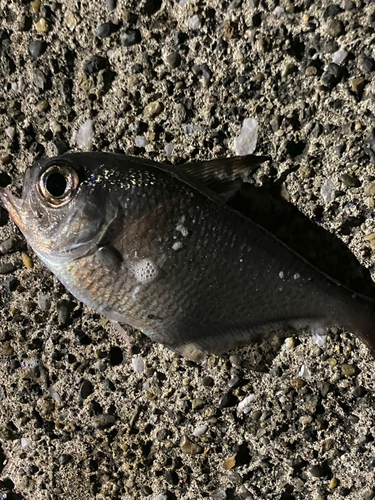 ハタンポの釣果