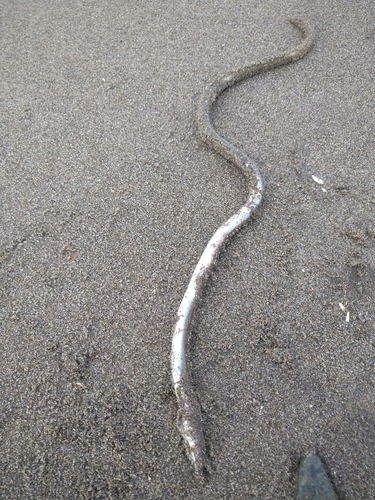 アナゴの釣果