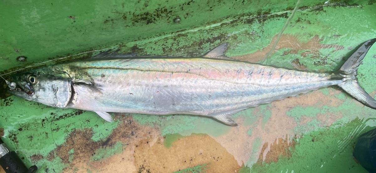 コッスーFさんの釣果 2枚目の画像