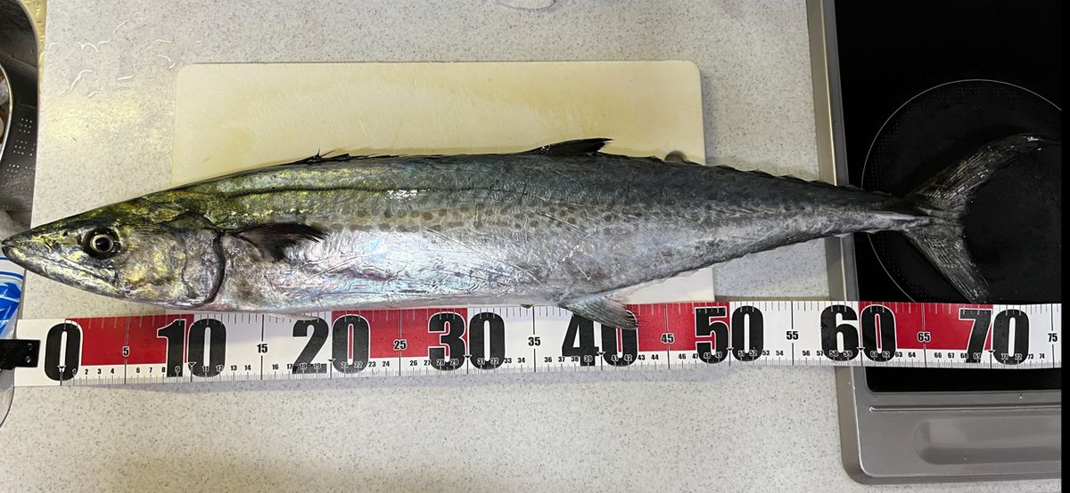 コッスーFさんの釣果 3枚目の画像