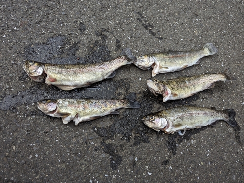 ニジマスの釣果