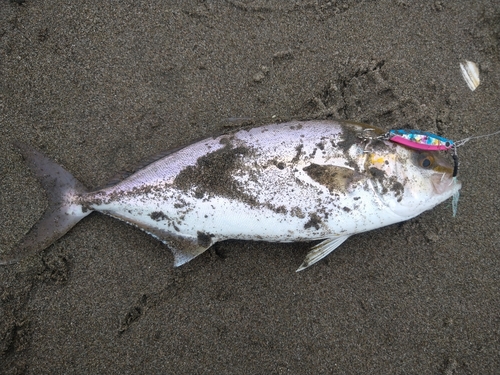 ショゴの釣果