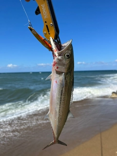 サゴシの釣果