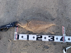 ヒラメの釣果
