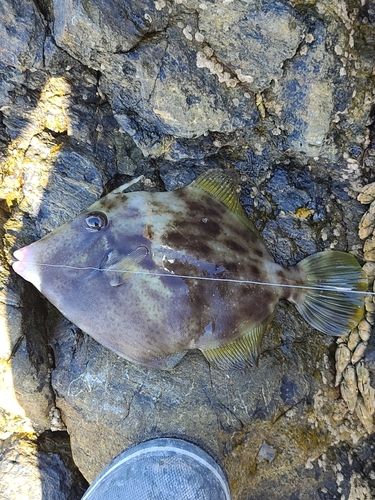 カワハギの釣果