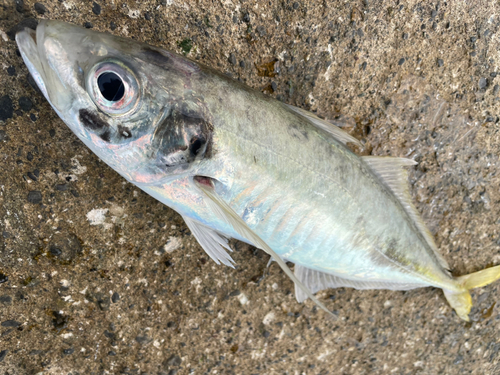 マアジの釣果