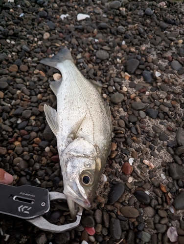 セイゴ（ヒラスズキ）の釣果