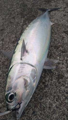 ソウダガツオの釣果