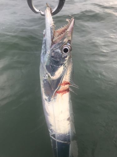 タチウオの釣果