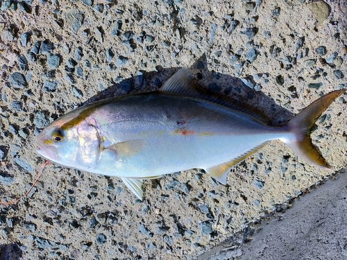 カンパチの釣果