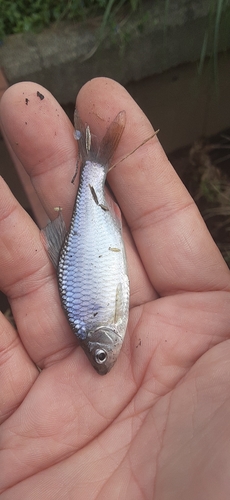 ヤリタナゴの釣果