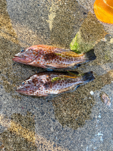 カサゴの釣果