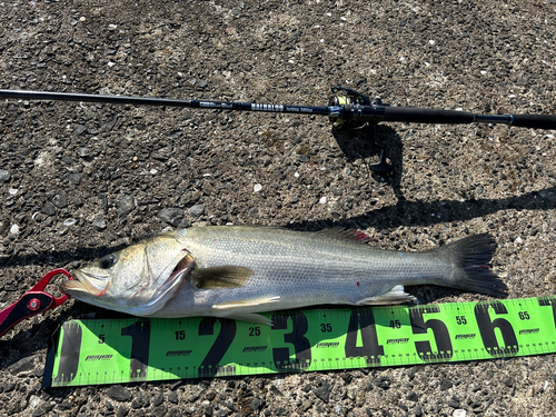 シーバスの釣果