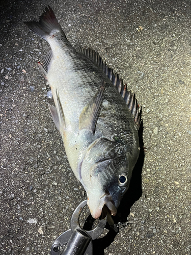 クロダイの釣果