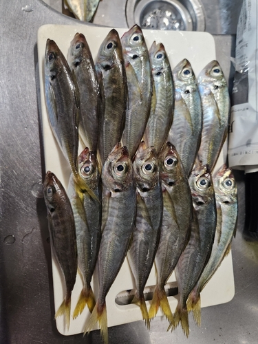 マアジの釣果