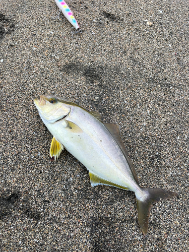 ショゴの釣果