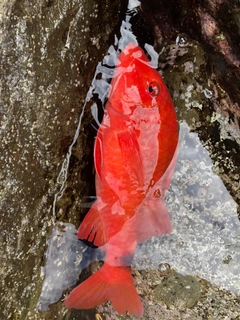 ホウライヒメジの釣果