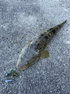 マゴチの釣果