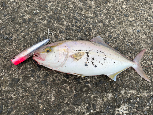 ショゴの釣果