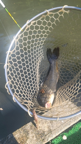 コイの釣果