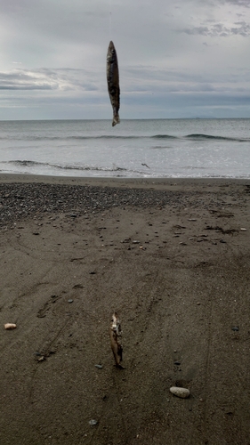 シロギスの釣果