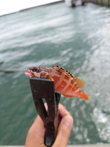 アカハタの釣果